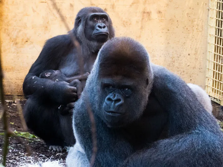 Noticias de Cantabria | El Cántabro | Detectado COVID-19 en tres gorilas de Cabárceno