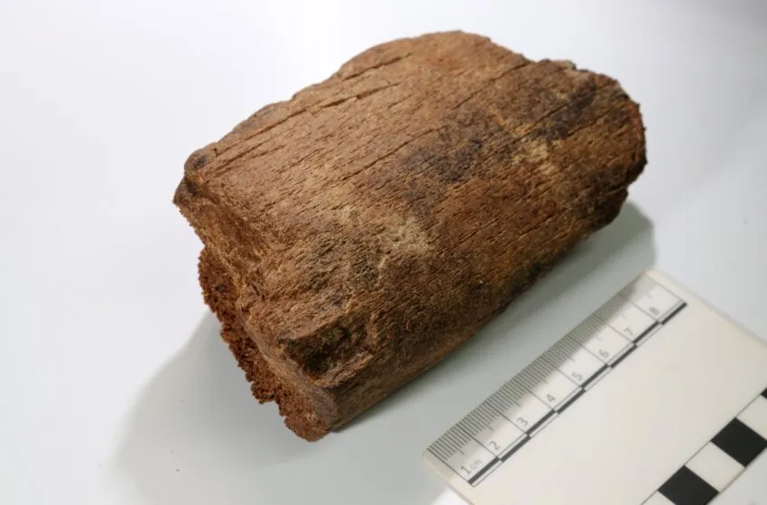 Noticias de Cantabria | El Cántabro | La excavación arqueológica en Los Azogues saca a la luz restos de cetáceos 