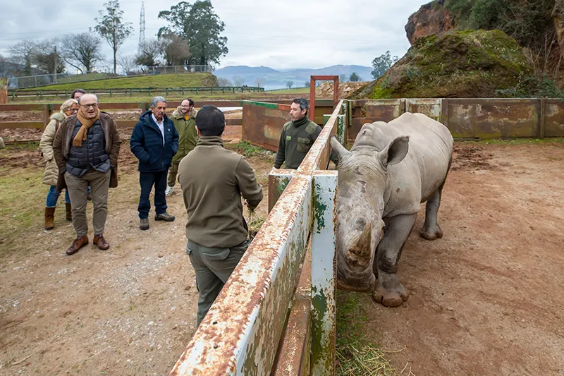 El Parque de la Naturaleza de Cabárceno incorpora una nueva hembra de rinoceronte blanco a su grupo reproductor