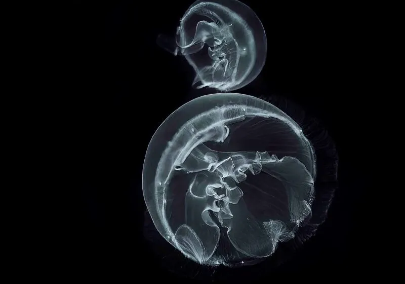  El Museo Marítimo del Cantábrico acoge la exposición ‘Observar y descubrir con siete márgenes de la fauna marina’