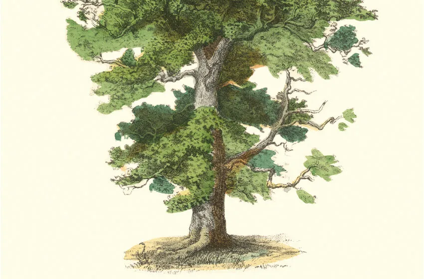 Noticias de Cantabria | El Cántabro | Santander celebra el Día de los Bosques con dos concursos y la creación del árbol de los deseos