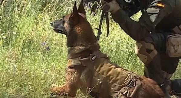  Exhibición de los equipos caninos del Regimiento de Transmisiones 21 en la Plaza de España