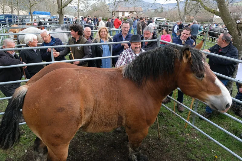  Blanco apuesta por promover el desarrollo del sector equino para asegurar la pureza étnica de los animales