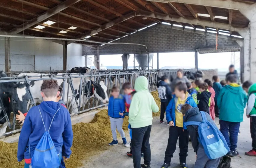 Cerca de medio centenar de niños de Comillas visitaron una granja lechera durante la semana no lectiva