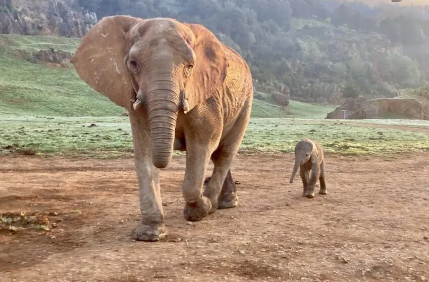 El Parque de la Naturaleza de Cabárceno da la bienvenida al vigesimocuarto elefante africano nacido en sus instalaciones