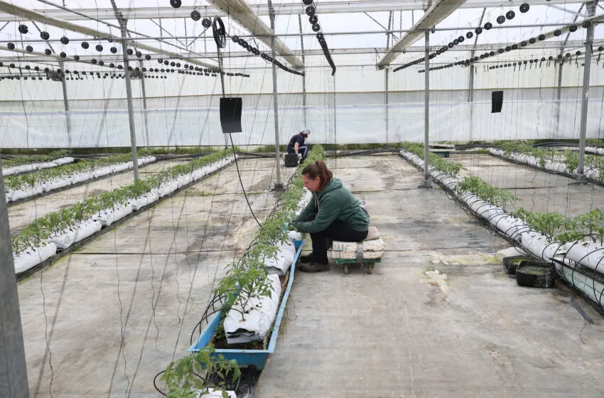  Convocadas ayudas para inversiones en la mejora de la bioseguridad en centros de limpieza, transporte de animales y viveros vegetales