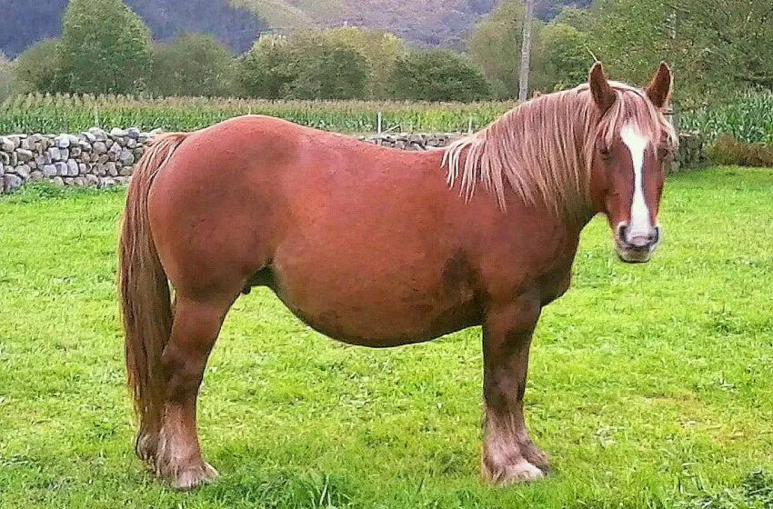  El Gobierno incluye por primera vez en las ayudas para cebo de terneros machos de razas locales amenazadas al ganado equino