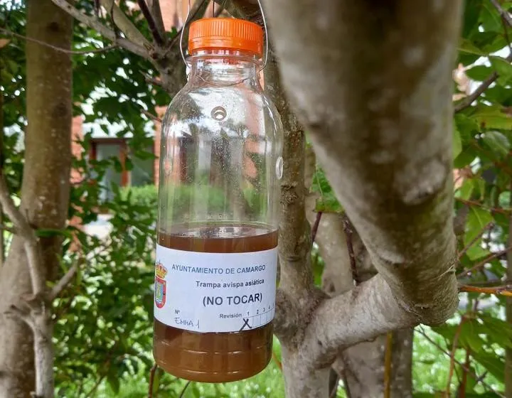  Camargo lleva a cabo su sexta campaña de trampeo contra la avispa asiática