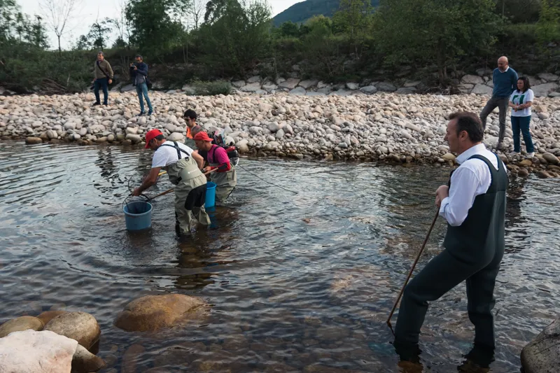  Blanco asiste al rescate y traslado de peces del Río Pas que se adelanta con motivo del descenso del caudal por la sequía