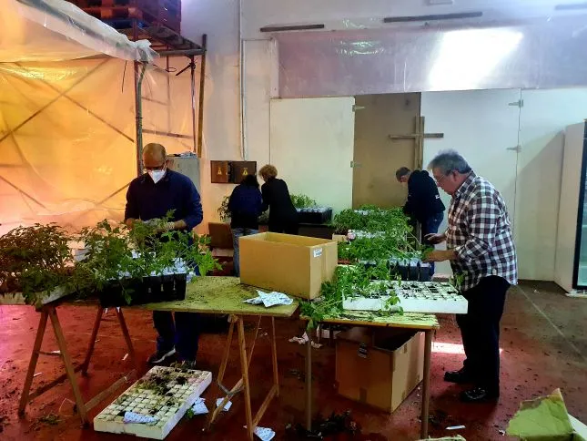  Torrelavega regalará 15.000 plantas de tomate