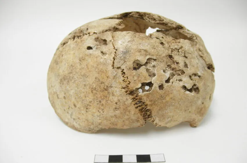 El MUPAC decida la quinta sesión del ciclo ‘La Pieza del Mes’ al primer y más antiguo vestigio de sífilis hallado en el norte de España