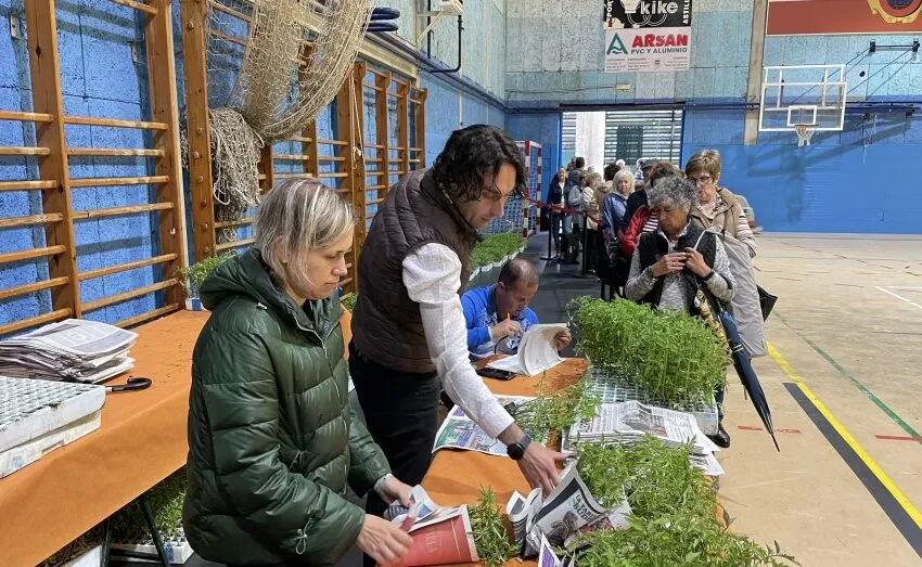 EL AYUNTAMIENTO DE ASTILLERO BATE RÉCORDS, CON ALREDEDOR DE 15.000 PLANTAS DE TOMATE REPARTIDAS ENTRE LOS VECINOS
