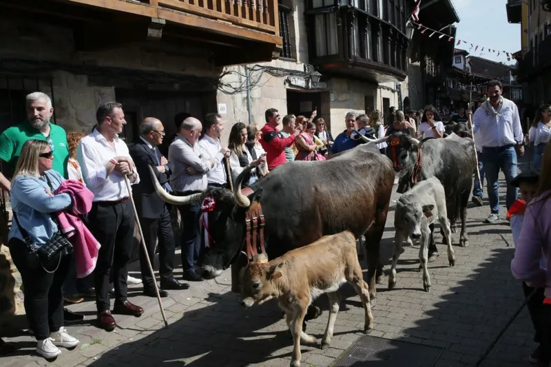  Guillermo Blanco y Javier López Marcano asisten en Cartes a la ‘pasá’ de vacas tudancas