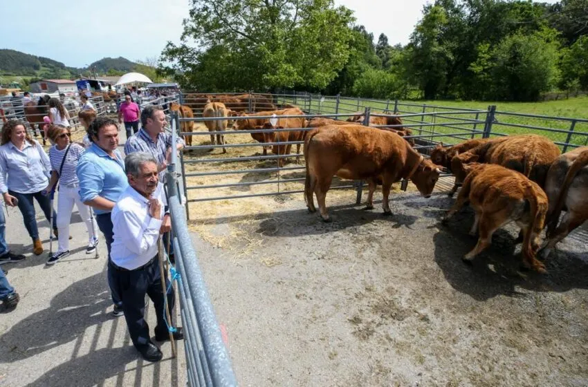  Revilla destaca el éxito de la IX Exposición Ganadera de Helguera Sámano, que ha reunido a 650 reses