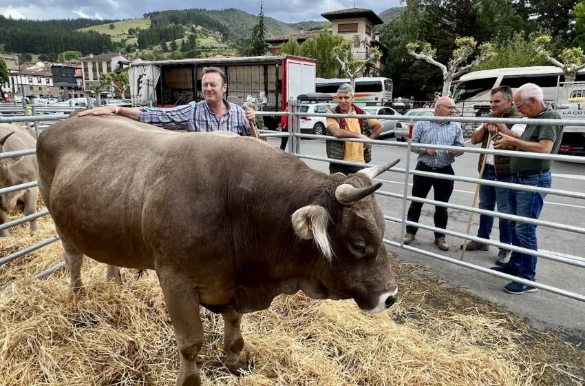  Blanco asiste en Potes al Concurso Nacional de la Raza Bovina Parda de Montaña
