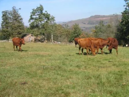 El Gobierno destina 750.000 euros a fomentar la producción lechera de ganado bovino, ovino y caprino ligada a tierra