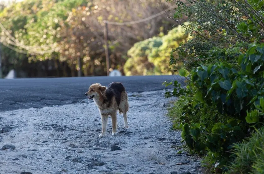 Ganadería destina 70.000 euros a los centros de recogida de animales abandonados para que mejoren sus instalaciones