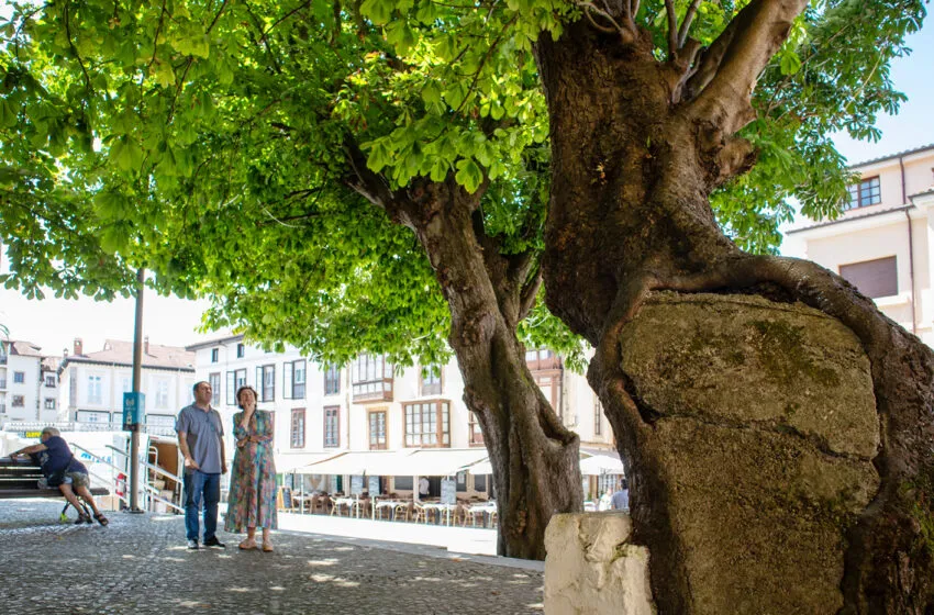  Comillas encarga un estudio para conocer el alcance de los daños ocasionados al castaño del Corro Campíos con el objetivo de mejorar su preservación 