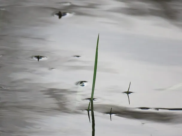  Ya tenemos las ganadoras del X Concurso Internacional de Microrrelato «Valle de Cayón».
