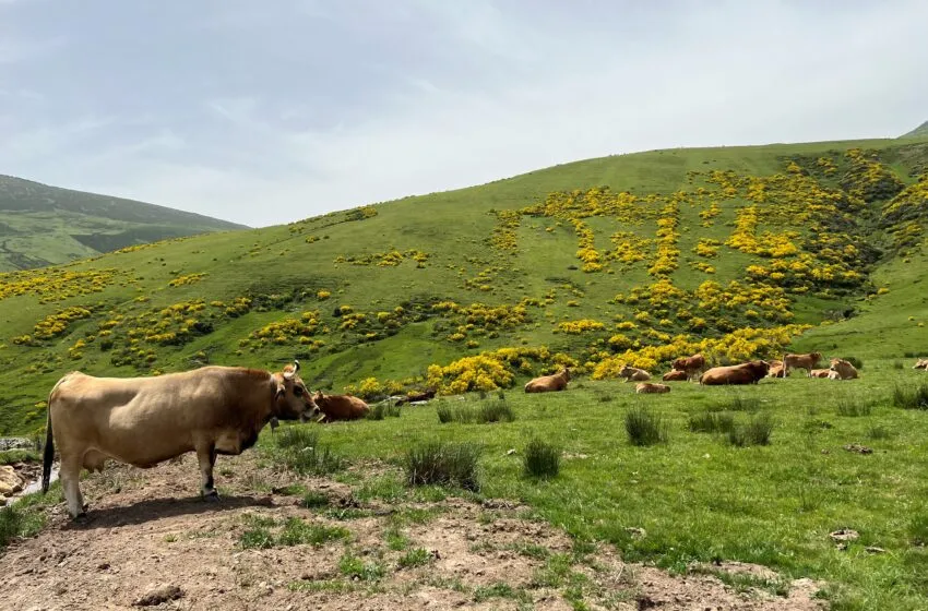 Noticias de Cantabria | El Cántabro | Ganadería detecta 21 nuevos casos de ganado afectado por la enfermedad hemorrágica epizoótica