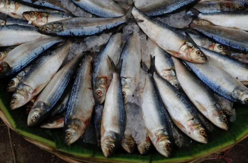Un pescado altamente nutritivo y beneficioso pasa desapercibido entre los consumidores
