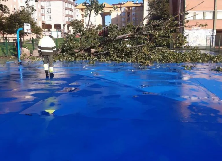 Noticias de Cantabria | El Cántabro | Camargo se ve obligado a retirar, por seguridad, tres chopos secos del colegio Matilde de la Torre