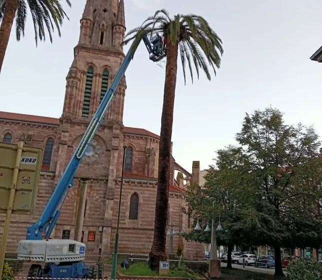  El Ayuntamiento actúa contra la plaga que afecta a las palmeras de La Asunción