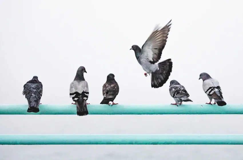  Cómo evitar la presencia persistente de palomas en tu terraza o balcón de manera amigable con el medio ambiente