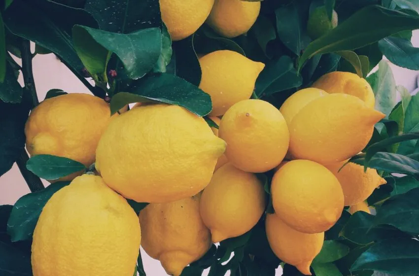  Limones de Novales: explorando el encanto de esta variedad citrus