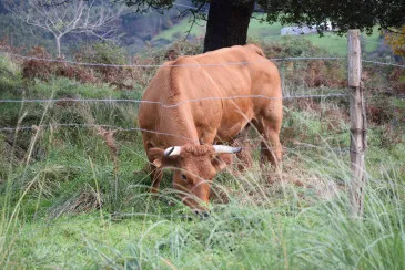 Noticias de Cantabria | El Cántabro | El Gobierno ampliará a dos años el intervalo entre las pruebas de mantenimiento de la calificación de tuberculosis en la comarca ganadera de Piélagos
