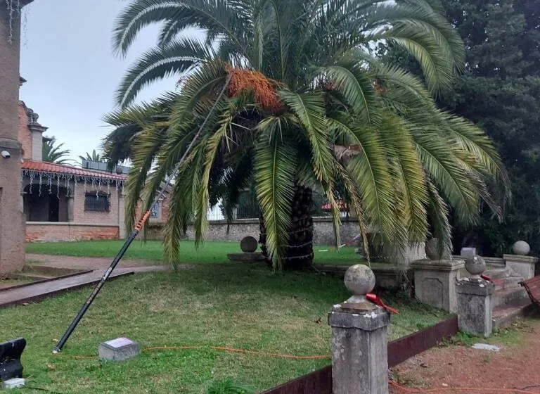 Noticias de Cantabria | El Cántabro | El Ayuntamiento lleva a cabo un tratamiento preventivo en casi una veintena de palmeras del municipio