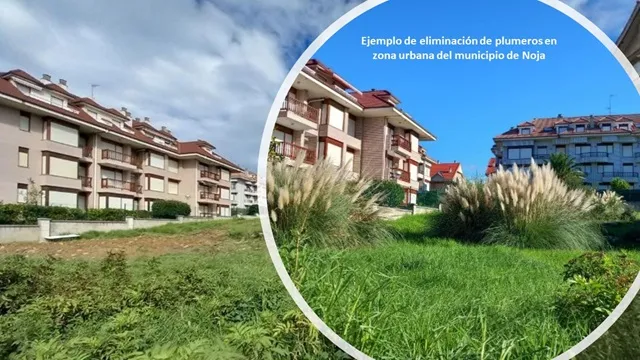 Noticias de Cantabria | El Cántabro | El Ayuntamiento libera casi 21.000 metros cuadrados de plumero