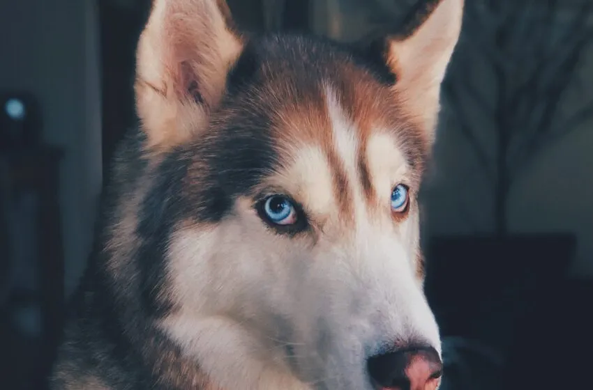  La influencia humana en la evolución canina