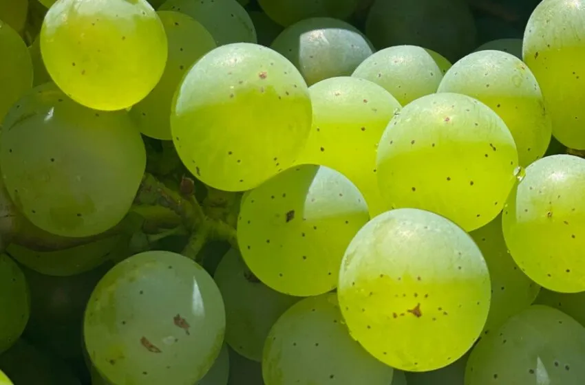 La Centenaria Tradición de las Uvas en Nochevieja