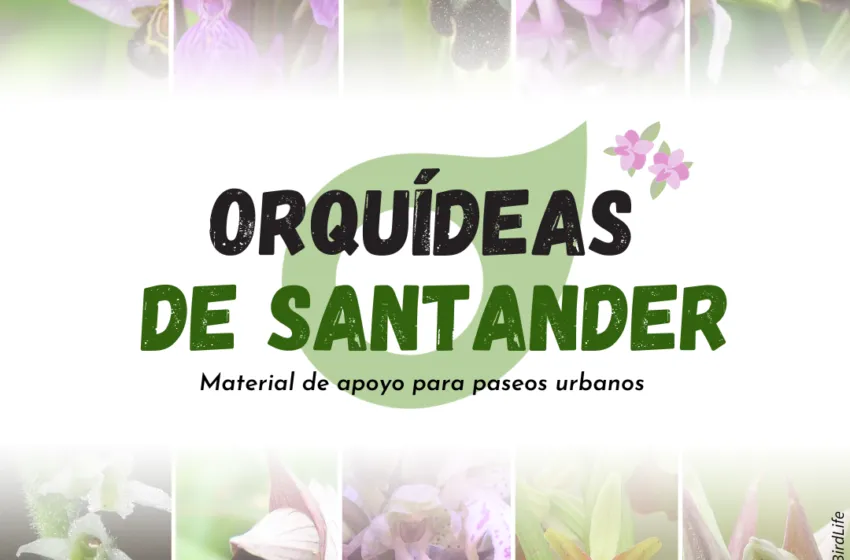 ‘Orquídeas de Santander’, nueva guía para dar a conocer la diversidad de orquídeas del municipio