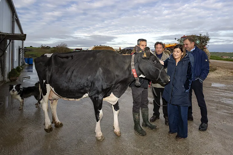 Noticias de Cantabria | El Cántabro | Buruaga reconoce la trayectoria y la apuesta por la innovación de la ganadería SAT Ceceño, propietaria de la vaca campeona de Europa, Llinde Ariel Jordan