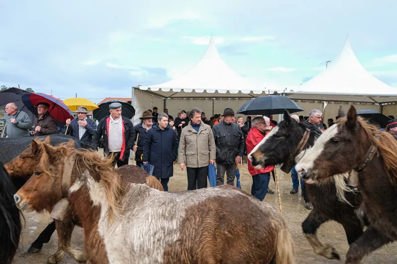  Palencia acude a la feria de Santa Lucía para «estar cerca de los ganaderos»