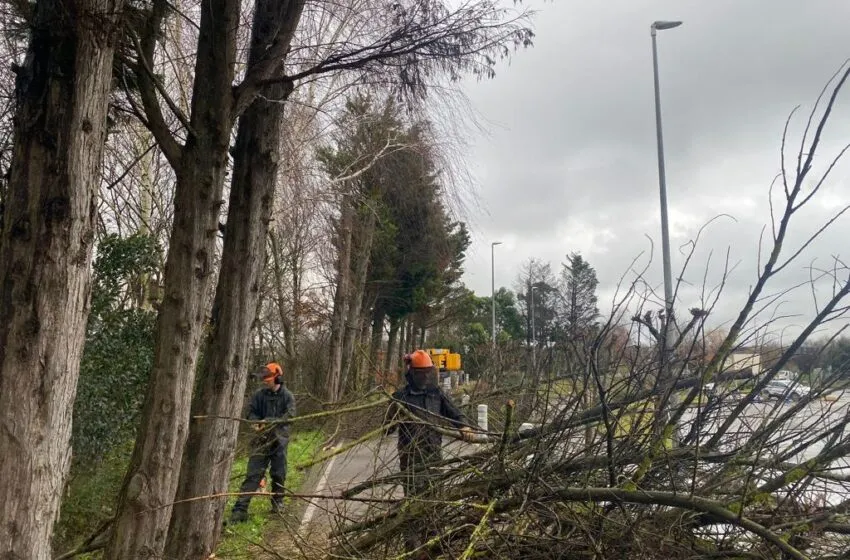  La Fundación Naturaleza y Hombre retira 34 árboles muertos y 12 sin posibilidad de supervivencia del entorno del carril bici de Alday
