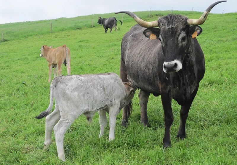  El Gobierno de Cantabria podrá habilitar a veterinarios en la prevención, lucha y control de las enfermedades animales emergentes