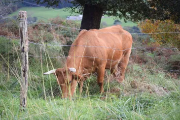  El Ayuntamiento de Piélagos abrirá del 1 al 31 de marzo el plazo de solicitud de bonificación del 80 por ciento en el IBI para las actividades agropecuarias