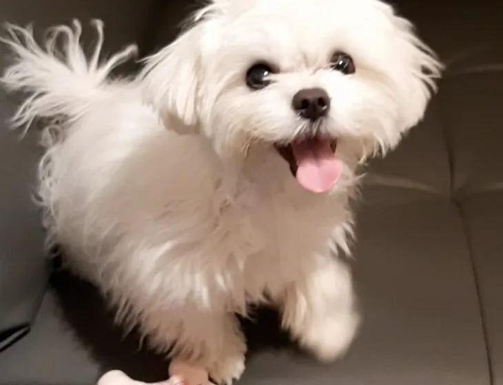 EL AYUNTAMIENTO DE CAYÓN COMUNICA LAS OBLIGACIONES DE LOS PROPIETARIOS DE MASCOTAS CON LA NUEVA LEY