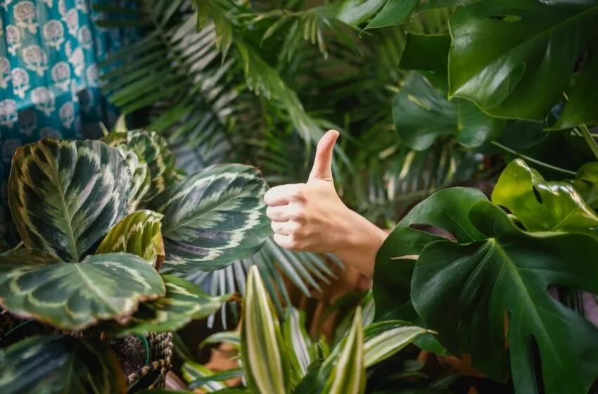 Plantas de interior
