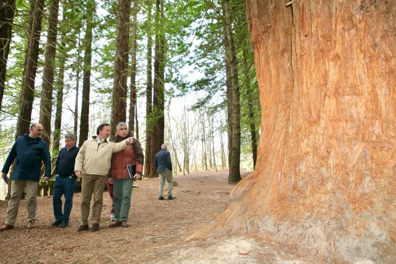 Noticias de Cantabria | El Cántabro | El Gobierno estudiará "con la mayor celeridad posible" ampliar la senda peatonal del bosque de las secuoyas para "frenar" su deterioro