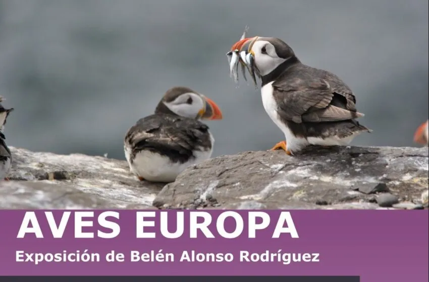  La exposición ‘Aves Europa’ aterrizará este lunes en el Museo Jesús Otero