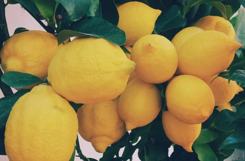 El limón como regulador del azúcar en sangre