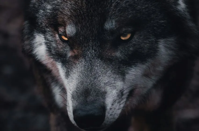  La Sala de lo Contencioso-Administrativo de Cantabria estima los recursos de ASCEL y declara nula la extracción de lobos autorizada por el Gobierno regional en 2022