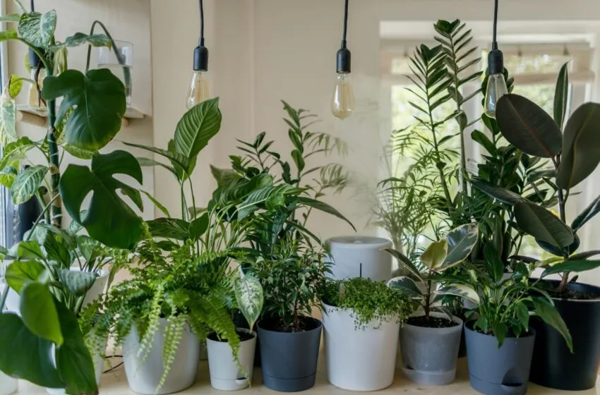  Plantas que se asocian con la mala suerte