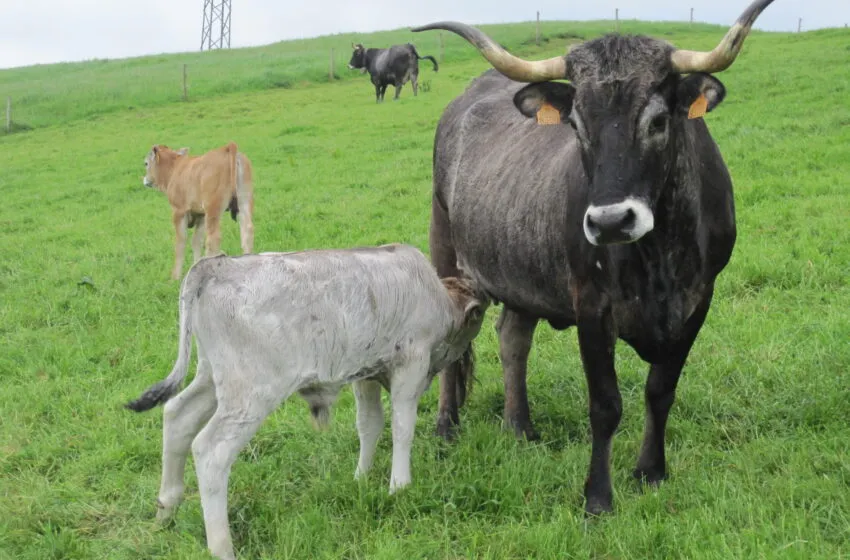  El Gobierno destina casi 300.000 euros para promover la cría de razas puras en las explotaciones ganaderas de Cantabria