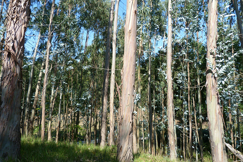  Desarrollo Rural destina más de 300.000 euros en ayudas para la retirada de biomasa forestal residual en los montes de Cantabria