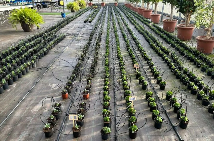  El Ayuntamiento de Camargo plantará 2.500 flores de diferentes variedades a lo largo de la primavera